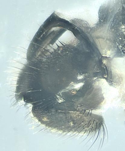 Rhamphomyia sp.